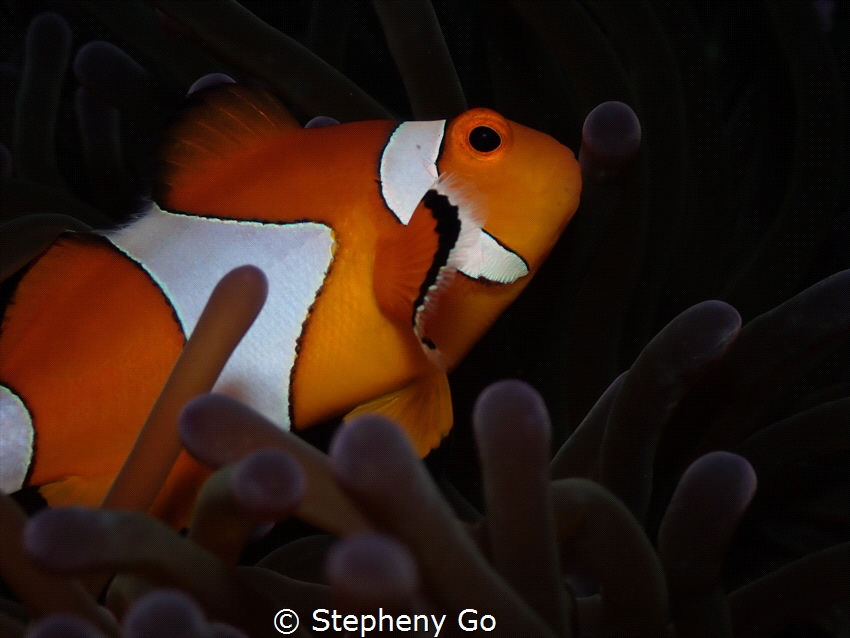 Clown Fish🧡 by Stepheny Go 