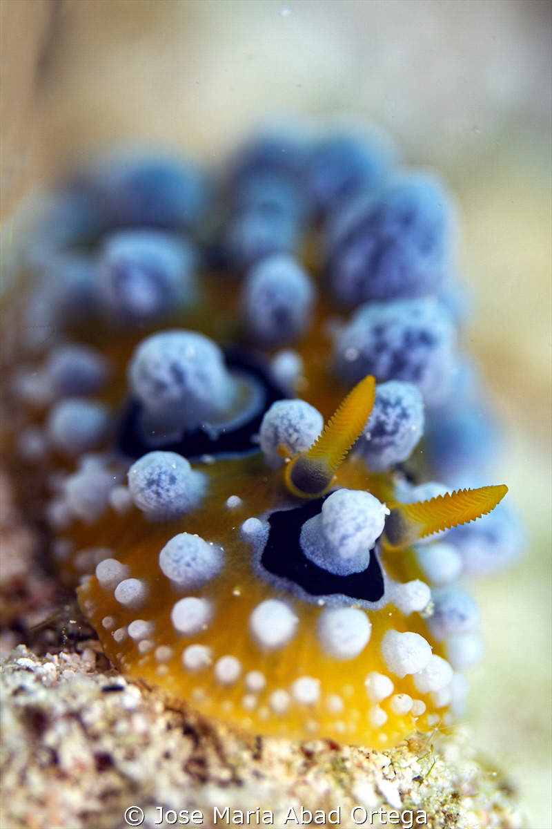 Phyllidia varicosa
Olympus EM1 MarkII olympus 60 mms mac... by Jose Maria Abad Ortega 