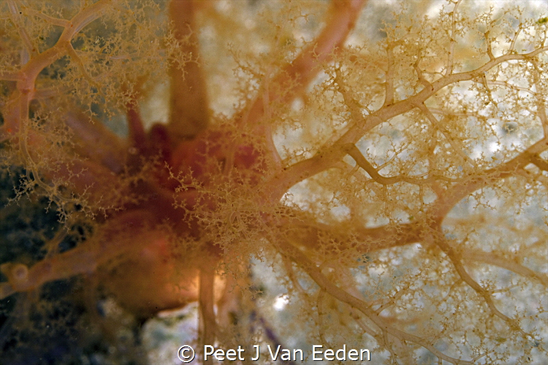 Red-Chested Golden Sea Cucumber by Peet J Van Eeden 