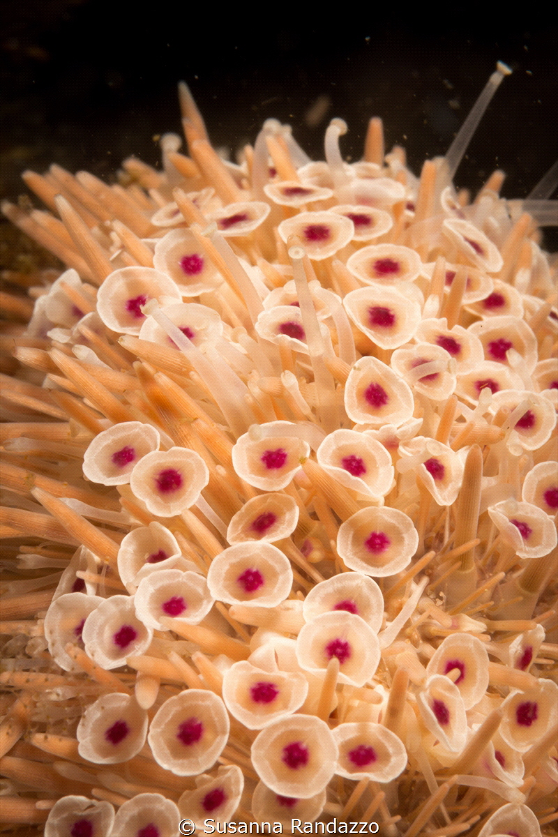 Soft coral close up_2022
(Canon60 mm, t1/200, f/20,iso 200) by Susanna Randazzo 