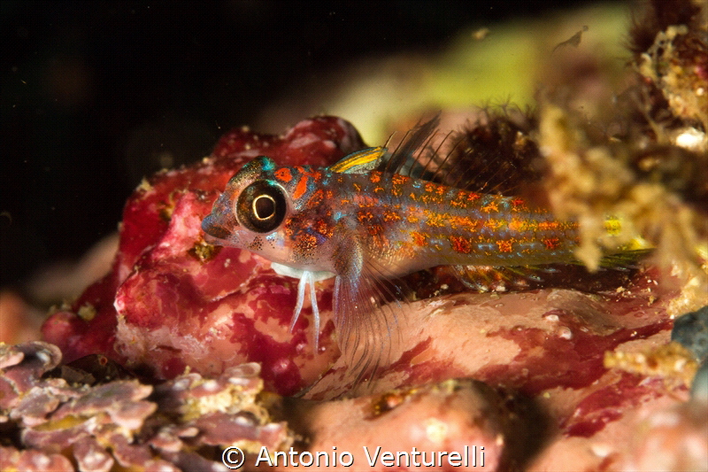 Sculpin fish_2022
(Canon100mm,t1/250, f/20,iso125) by Antonio Venturelli 
