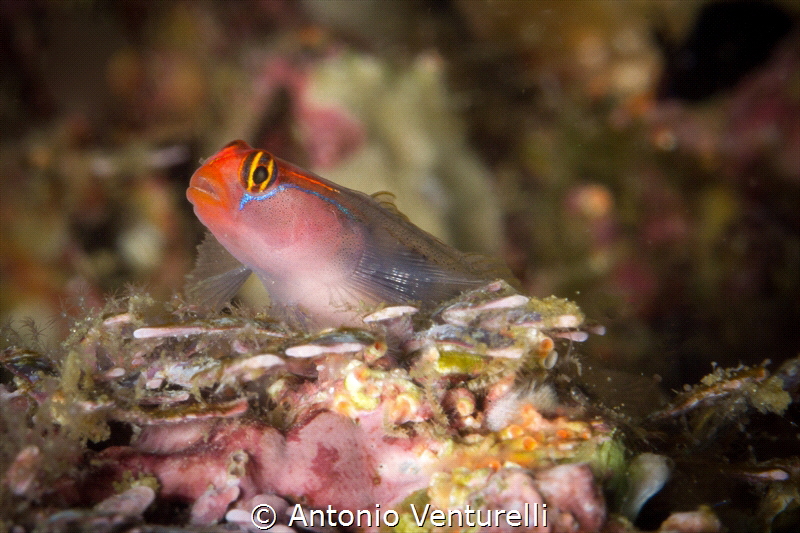 Elacatinus puncticulatus_2022
(Canon100mm, t1/250, f/20,... by Antonio Venturelli 