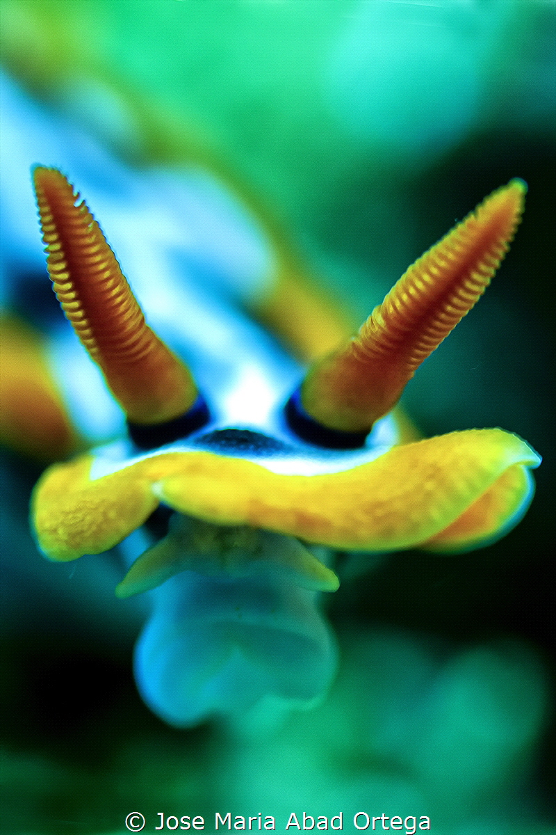 Chromodoris colemani ultra macro detail
Olympus EM1 Mark... by Jose Maria Abad Ortega 