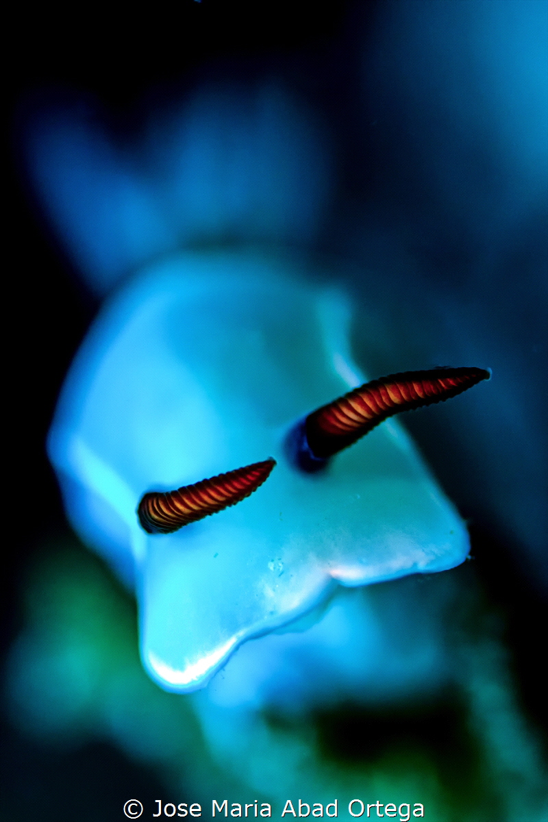 Hypselodoris bullockkii ultra details
Olympus EM1 MarkII... by Jose Maria Abad Ortega 