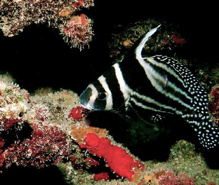 Spotted Drum. The red coralline algae contrasts his its b... by Peter Foulds 