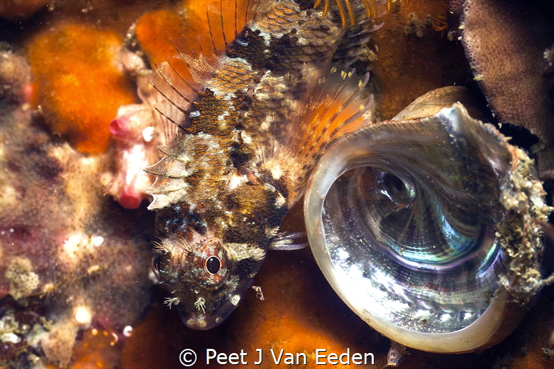 Protector of the jewel. by Peet J Van Eeden 