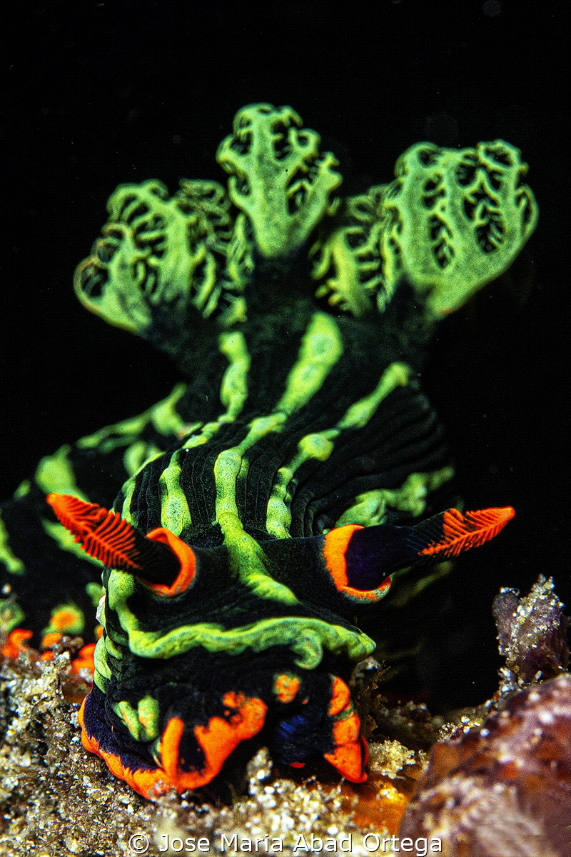 Nembrotha kubaryana nudibranch
Panasonic GX1 Olympus 60 ... by Jose Maria Abad Ortega 