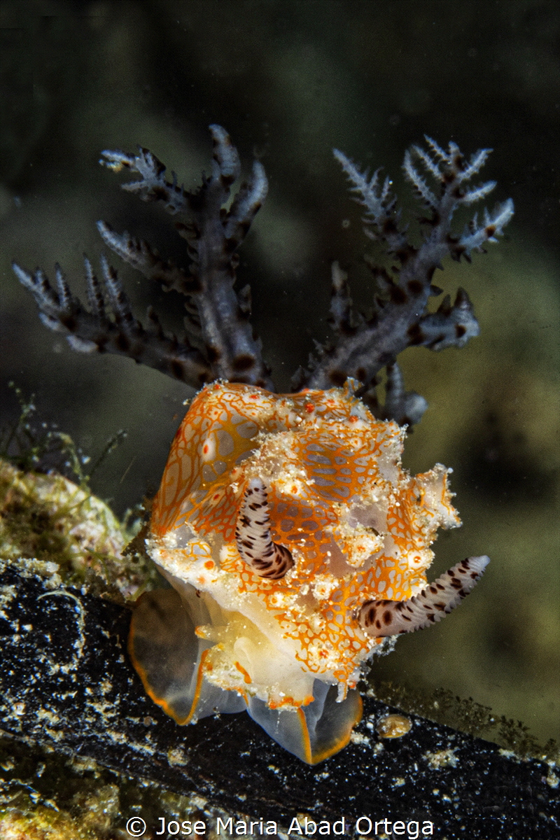 Halgerda stricklandi nudibranch
Olympus EM1 MarkII and O... by Jose Maria Abad Ortega 