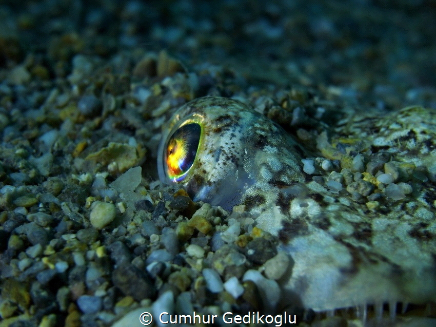 Synodus dermatogenys
The watching eye by Cumhur Gedikoglu 