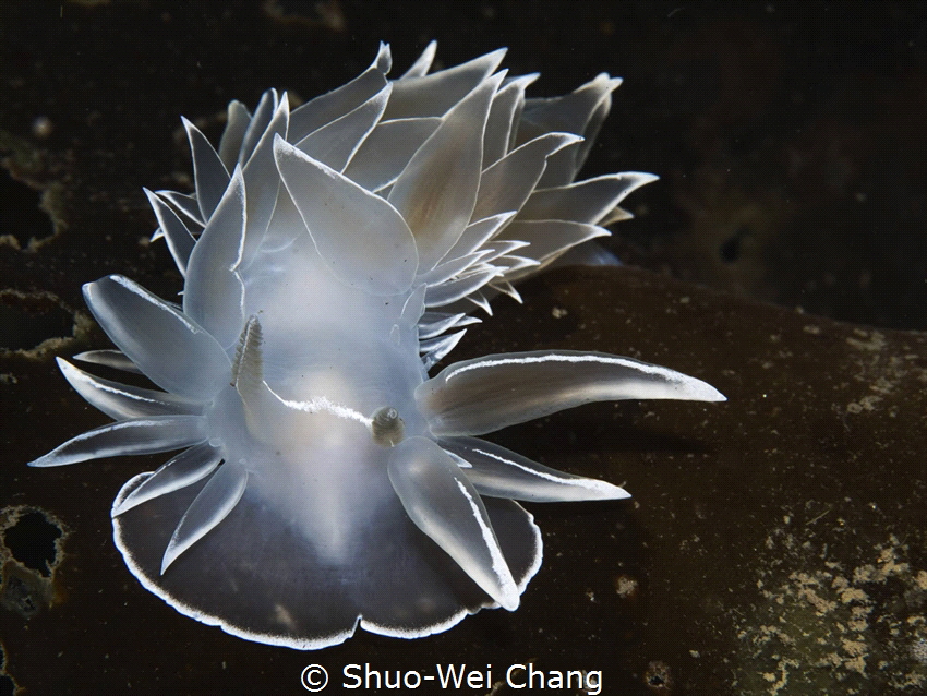 Dirona albolineata - I shot this very carefully by waitin... by Shuo-Wei Chang 