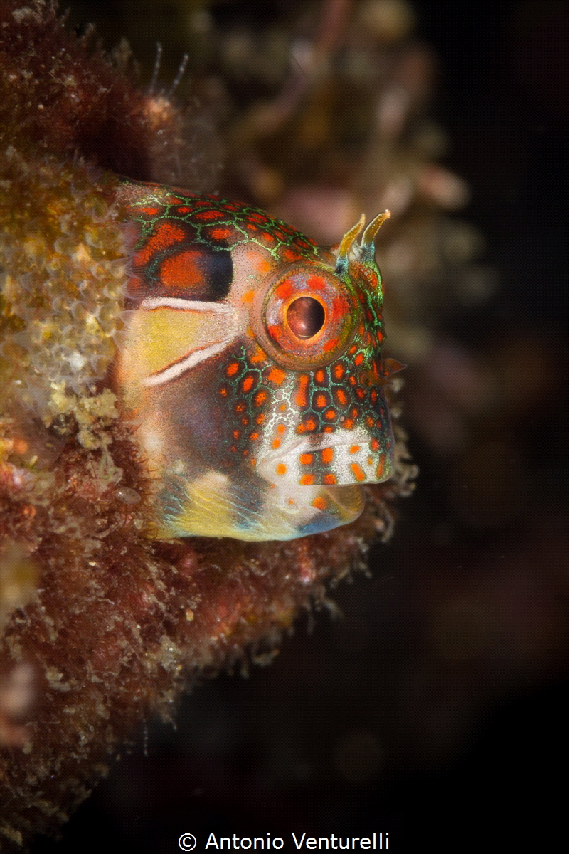 Goby profile_Los Arcos dive site_Puerto Vallarta_2022
(C... by Antonio Venturelli 