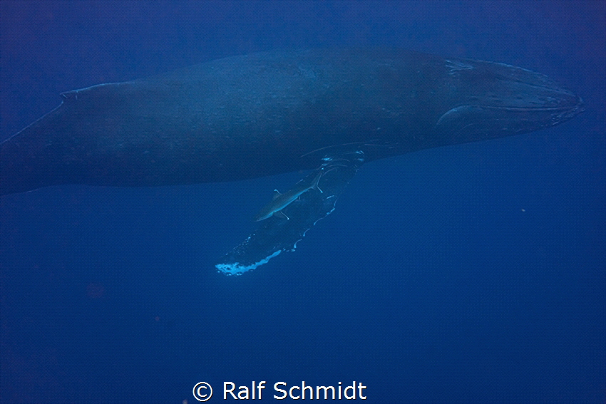 check out the shark on fin by Ralf Schmidt 