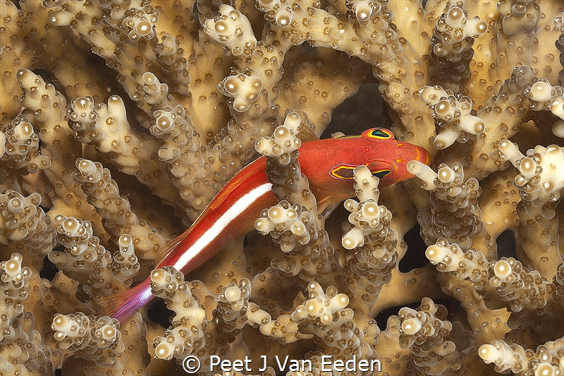 The Hideaway by Peet J Van Eeden 