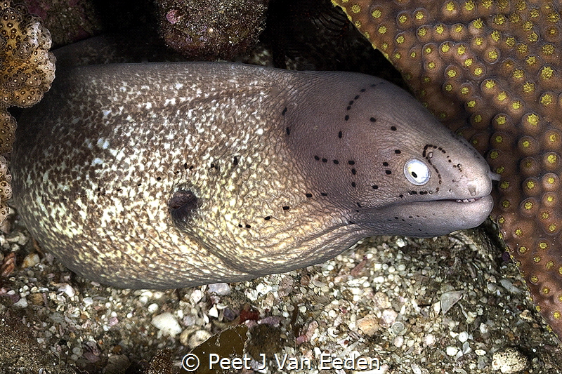 Deceptive Friendliness of a  Geometric Moray by Peet J Van Eeden 