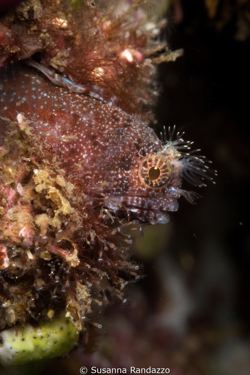 A beautiful goby with crest disheveled by the current_Pue... by Susanna Randazzo 