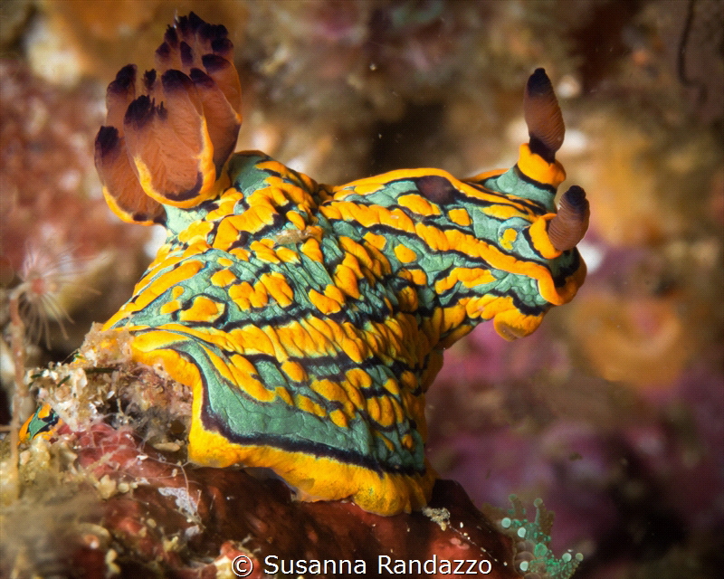 Tambja abdere nudibranch (with little shrimp on the back)... by Susanna Randazzo 