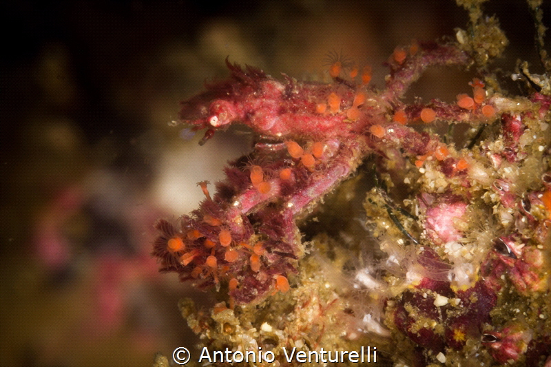 Perfect mimetism for this specimen of Achaeus Japonicus_P... by Antonio Venturelli 