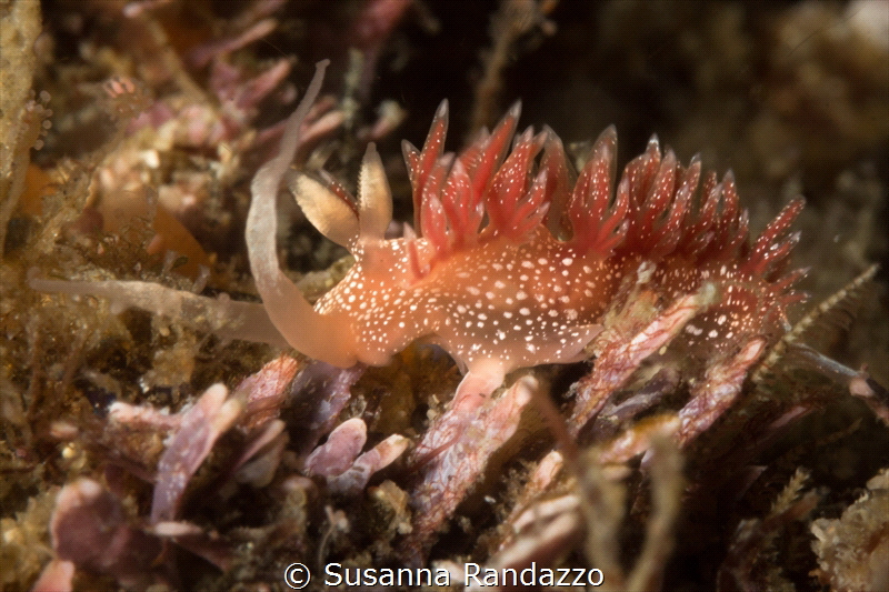 Pink Telja nudibranch_2022
( Canon 60 mm, t1/200, f/20,i... by Susanna Randazzo 