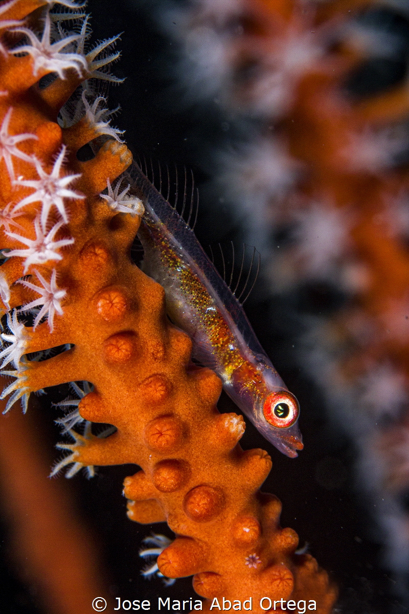 Tiny gobi on small soft coral
Panasonic GX1 and Olympus ... by Jose Maria Abad Ortega 