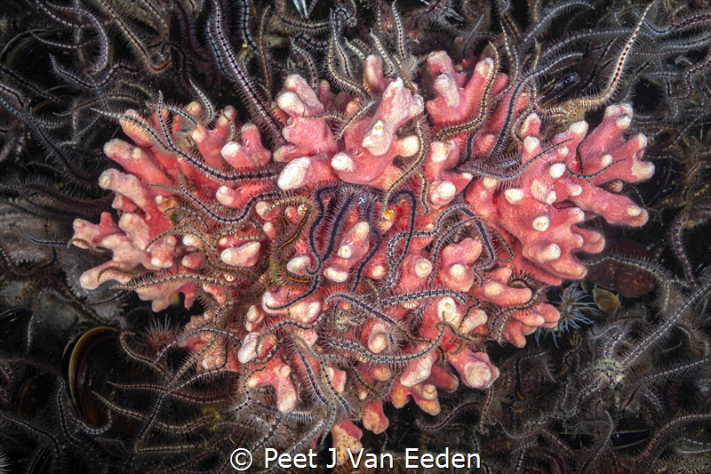 Broken Heart.
Cold water nobble coral with interwoven br... by Peet J Van Eeden 