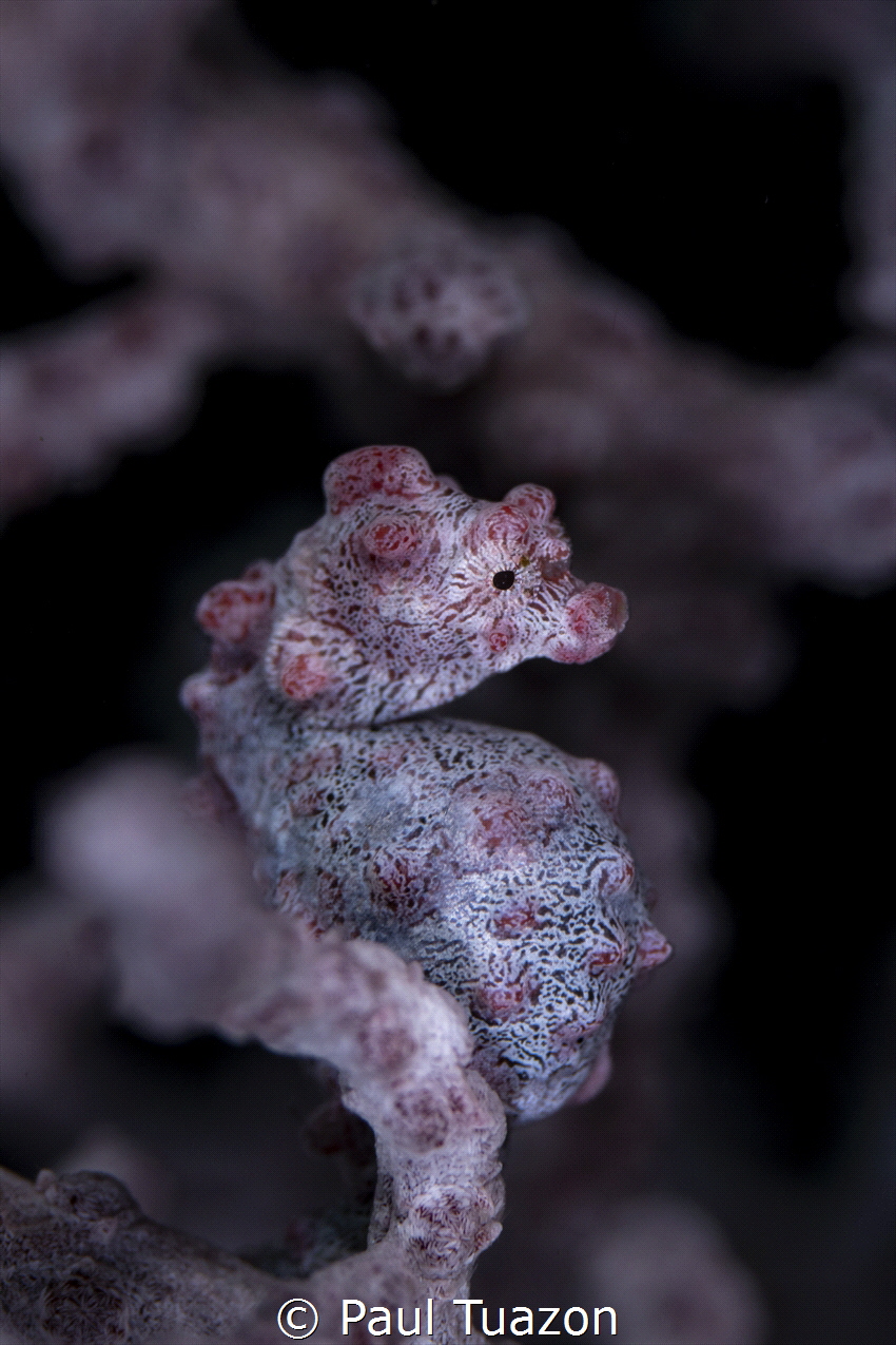 Pygmy Seahorse by Paul Tuazon 