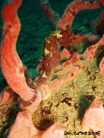 Taken at St George's wreck at 27 mts.
Ride on! by Carlos Valenzuela 