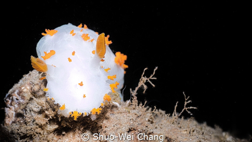 Took this while visiting a new dive site! The site is kno... by Shuo-Wei Chang 
