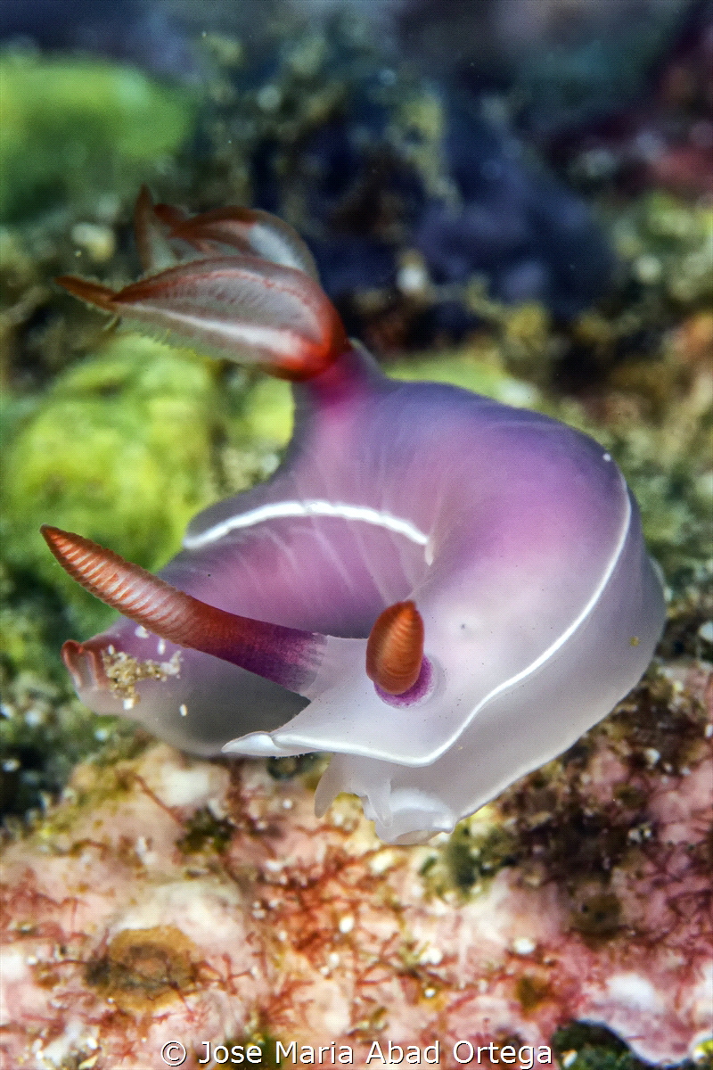 Hypselodoris bullockii
Panasonic GX1 and Olympus 60 mms ... by Jose Maria Abad Ortega 