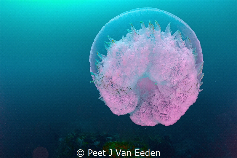 Lone Drifter by Peet J Van Eeden 