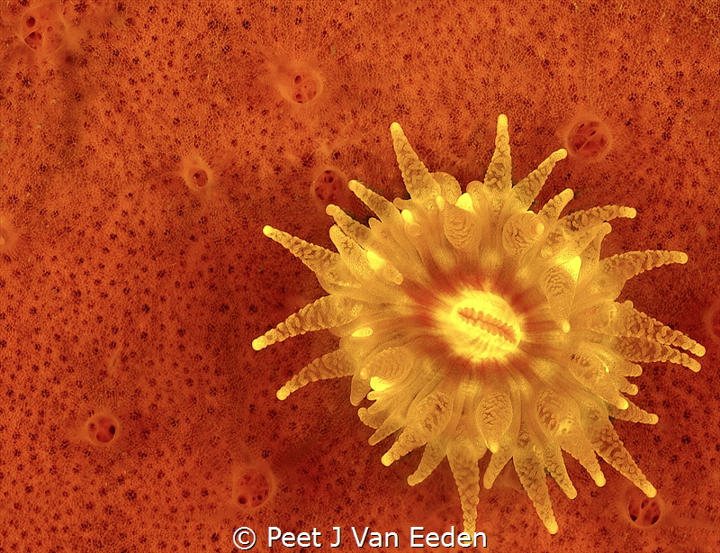 The Sun never sets underwater

The beauty of a cup coral by Peet J Van Eeden 