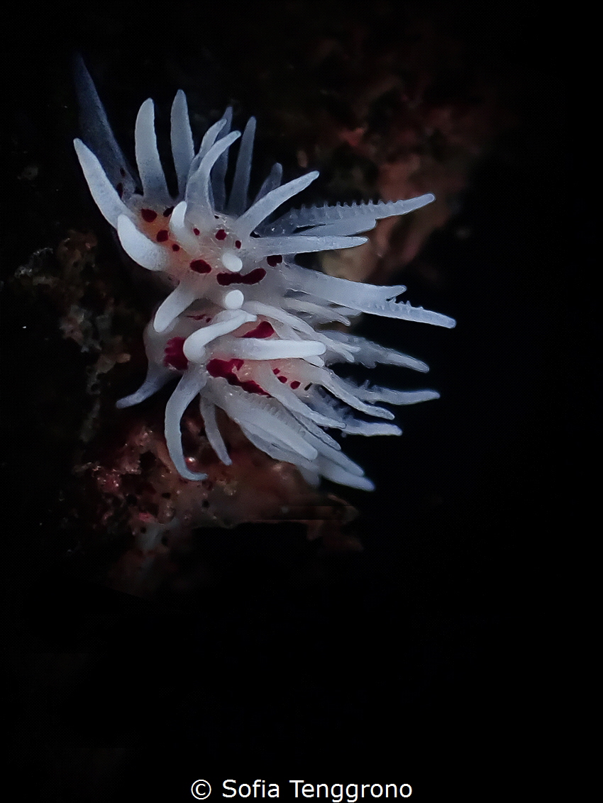 Okenia brunneomaculata by Sofia Tenggrono 