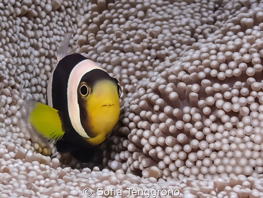 Clown Fish by Sofia Tenggrono 