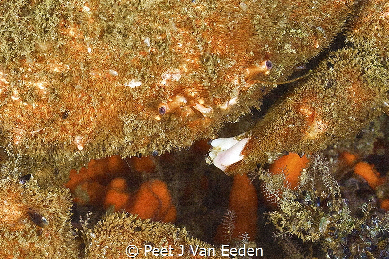Tasting by Peet J Van Eeden 