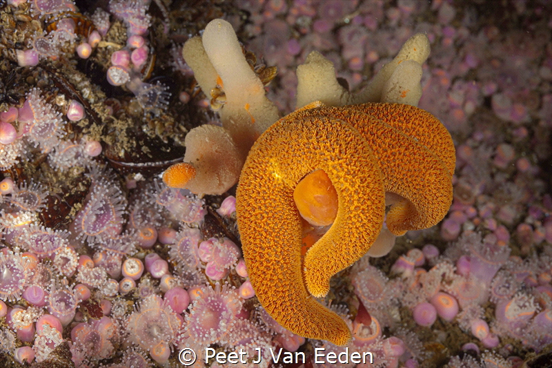 Completely Relaxed by Peet J Van Eeden 