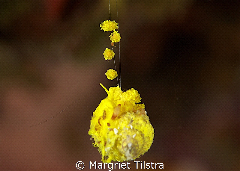 Underwater Jewelry.
Philippines, Cabilao.
Nikon D80 in ... by Margriet Tilstra 