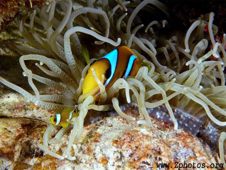 Nemo and his son. by Zaid Fadul 