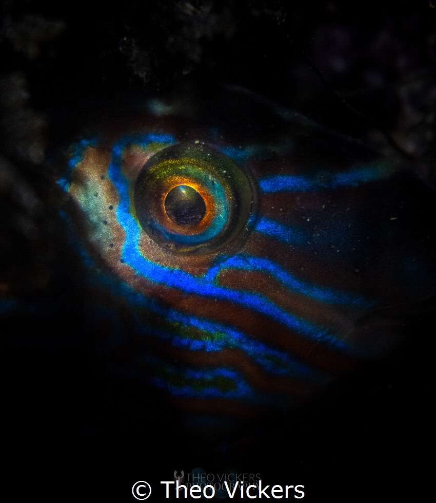 A nocturnal shot of the vibrant colours of a sleeping Cor... by Theo Vickers 