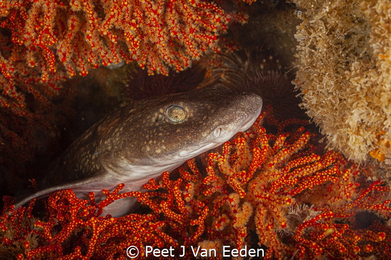 Did you knock on my door?

A puffadder shyshark is in f... by Peet J Van Eeden 