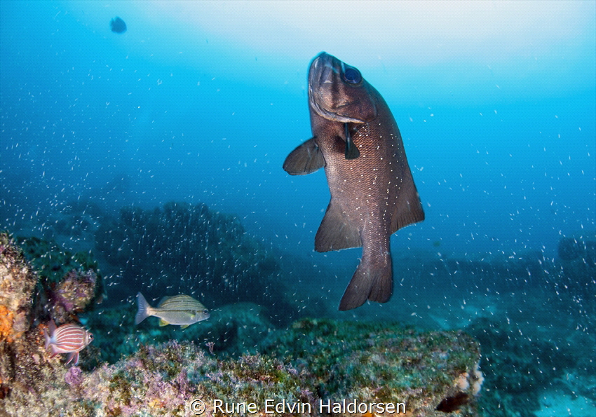 Aliwal shoal by Rune Edvin Haldorsen 