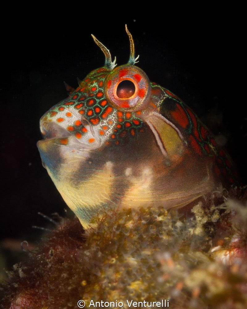 Macro close up of Hypsoblennius invemar blenny_Vallarta_2... by Antonio Venturelli 