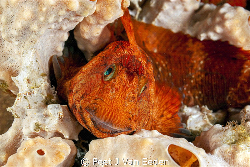 Smiling Blenny by Peet J Van Eeden 