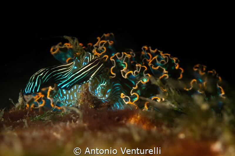 Danzarina Mexicana_Vallarta_2022
(Canon100mm,t1/250,f/14... by Antonio Venturelli 