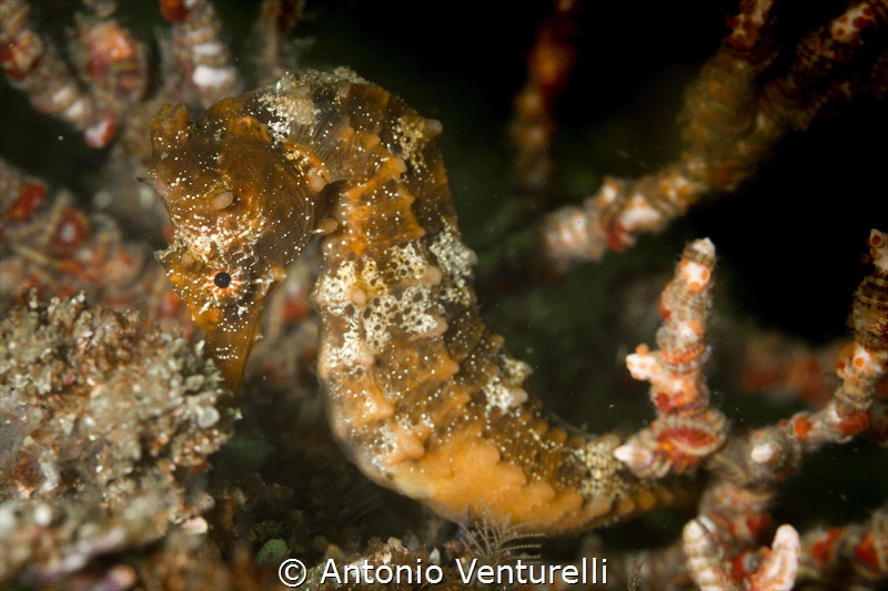 Seahorse close up_Vallarta_2022
(Canon100mm,t1/250,f/14,... by Antonio Venturelli 