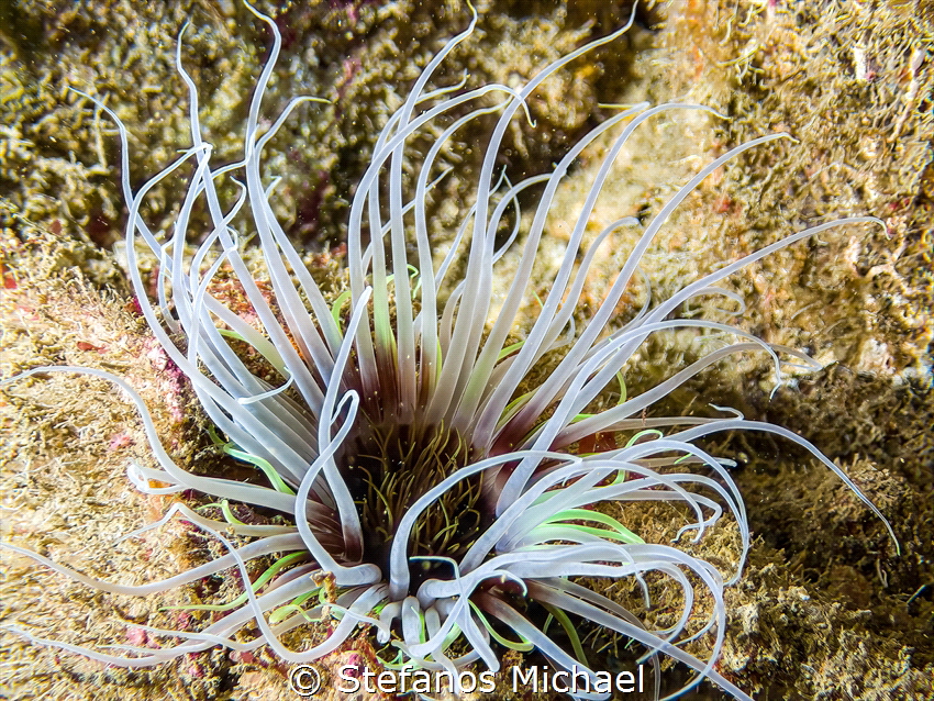 Colored Tube Anemone - Cerianthus membranaceus by Stefanos Michael 