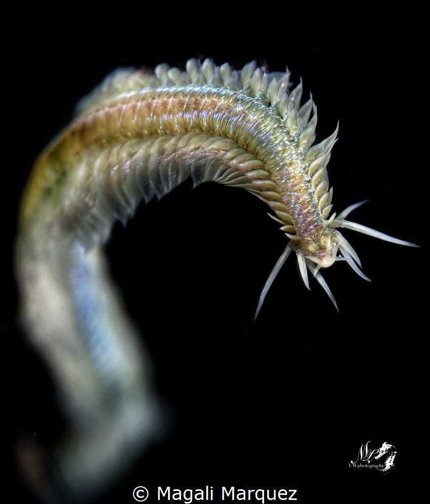 Polychaete Worm 
Bonfire diving 
Manatí Puerto Rico by Magali Marquez 