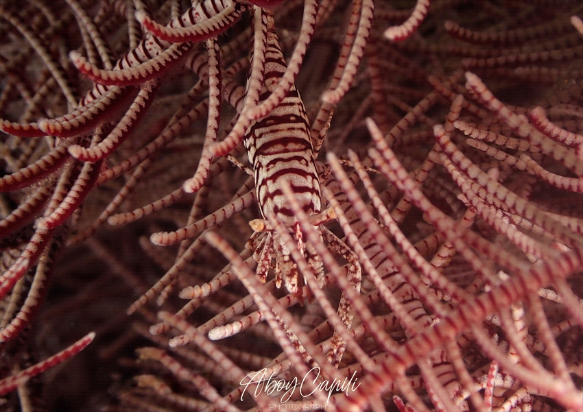 Crinoid shrimp by Aboy Capili 