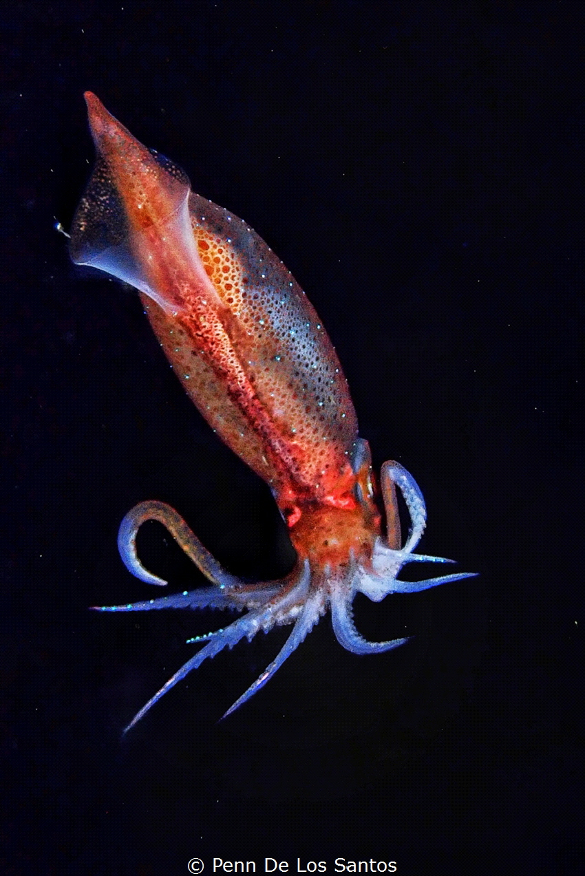 Squid on  bonfire dive by Penn De Los Santos 