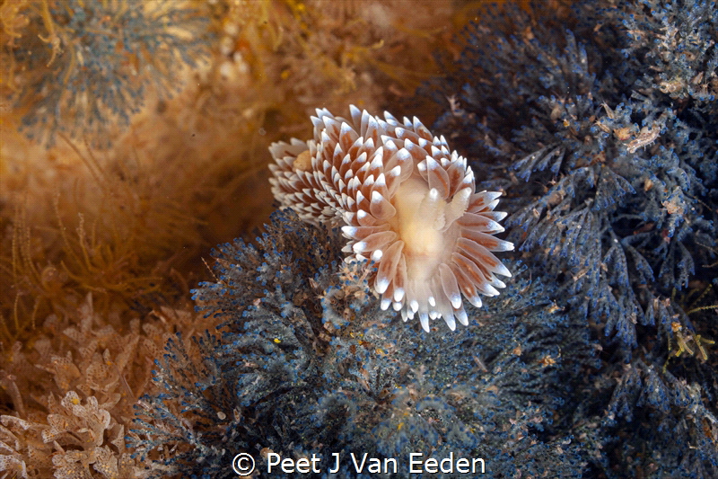 Silvertip nudibranch grazing on its favourite bryozoans by Peet J Van Eeden 