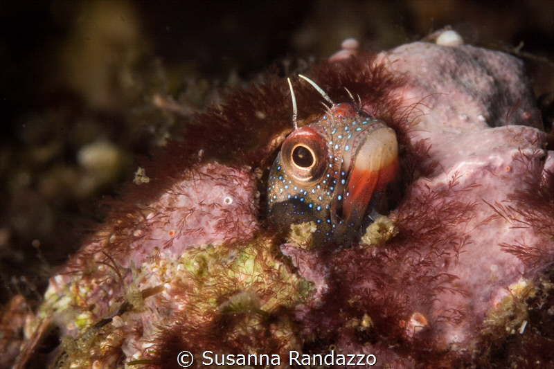 A friendly face under the sea_Vallarta_2022
(Canon 60mm,... by Susanna Randazzo 