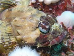 Port Hardy Brown Irish Lord.Olympus SP500-UZ in an Ikelit... by Rick Ouellette 